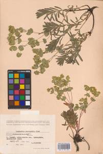 Euphorbia petrophila C.A.Mey., Eastern Europe, North Ukrainian region (E11) (Ukraine)