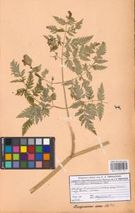 Conioselinum tataricum Hoffm., Eastern Europe, Moscow region (E4a) (Russia)