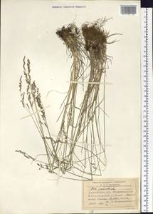 Poa palustris L., Siberia, Baikal & Transbaikal region (S4) (Russia)