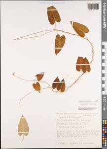 Merremia sibirica (L.) Hallier fil., Siberia, Russian Far East (S6) (Russia)