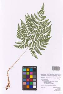 Dryopteris expansa (C. Presl) Fraser-Jenk. & Jermy, Eastern Europe, Central region (E4) (Russia)