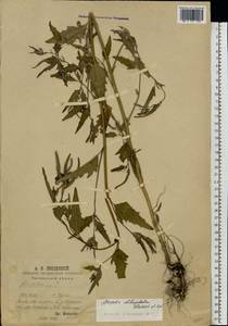 Atriplex oblongifolia Waldst. & Kit., Eastern Europe, Middle Volga region (E8) (Russia)