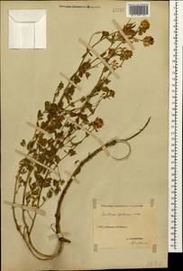 Medicago sativa subsp. glomerata (Balb.) Rouy, Caucasus, Stavropol Krai, Karachay-Cherkessia & Kabardino-Balkaria (K1b) (Russia)