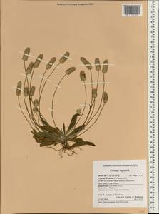 Plantago lagopus L., South Asia, South Asia (Asia outside ex-Soviet states and Mongolia) (ASIA) (Cyprus)