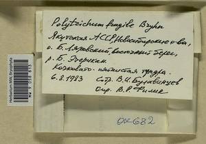 Polytrichastrum alpinum (Hedw.) G.L. Sm., Bryophytes, Bryophytes - Yakutia (B19) (Russia)