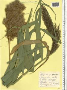 Phragmites australis subsp. isiacus (Arcang.) ined., Eastern Europe, Middle Volga region (E8) (Russia)