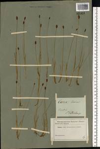Carex dioica L., Eastern Europe, North-Western region (E2) (Russia)