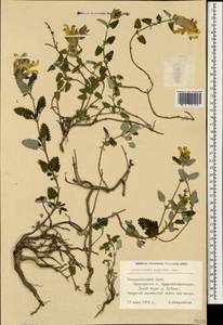 Scutellaria caucasica A.Ham., Caucasus, Stavropol Krai, Karachay-Cherkessia & Kabardino-Balkaria (K1b) (Russia)