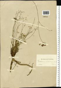 Kitagawia baicalensis (Redowsky ex Willd.) Pimenov, Siberia, Altai & Sayany Mountains (S2) (Russia)