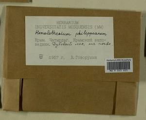 Homalothecium philippeanum (Spruce) Schimp., Bryophytes, Bryophytes - Crimea (B3a) (Russia)
