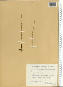 Hammarbya paludosa (L.) Kuntze, Eastern Europe, Volga-Kama region (E7) (Russia)