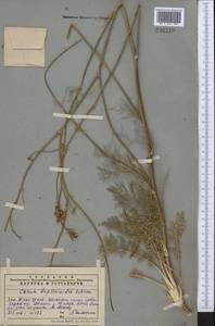 Hyalolaena bupleuroides (Schrenk) Pimenov & Kljuykov, Middle Asia, Western Tian Shan & Karatau (M3) (Kazakhstan)