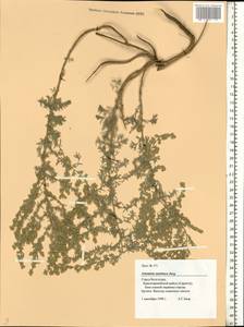 Artemisia austriaca Jacq., Eastern Europe, Lower Volga region (E9) (Russia)