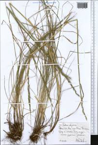 Festuca abyssinica A.Rich., Africa (AFR) (Ethiopia)