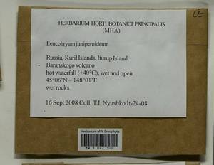 Leucobryum juniperoideum (Brid.) Müll. Hal., Bryophytes, Bryophytes - Russian Far East (excl. Chukotka & Kamchatka) (B20) (Russia)
