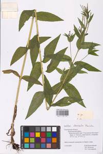 Epilobium ciliatum subsp. ciliatum, Eastern Europe, Western region (E3) (Russia)