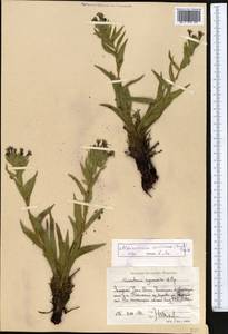 Arnebia euchroma subsp. euchroma, Middle Asia, Western Tian Shan & Karatau (M3) (Uzbekistan)