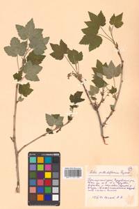 Ribes latifolium Jancz., Siberia, Russian Far East (S6) (Russia)