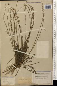 Onobrychis petraea (M.Bieb. ex Willd.) Fisch., Caucasus, North Ossetia, Ingushetia & Chechnya (K1c) (Russia)