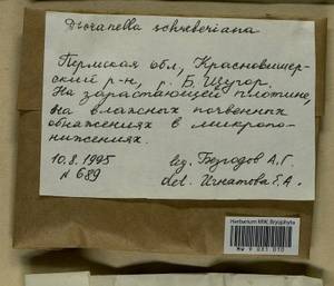 Aongstroemia schreberiana (Hedw.) Bonfim Santos & Fedosov, Bryophytes, Bryophytes - Permsky Krai, Udmurt Republic, Sverdlovsk & Kirov Oblasts (B8) (Russia)