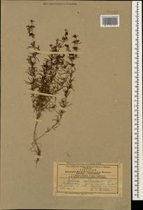 Galium verum subsp. verum, Caucasus, Azerbaijan (K6) (Azerbaijan)
