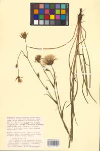 Tragopogon dasyrhynchus Artemczuk, Eastern Europe, Lower Volga region (E9) (Russia)