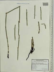 Equisetum hyemale L., Eastern Europe, North Ukrainian region (E11) (Ukraine)