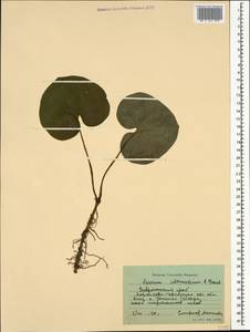 Asarum europaeum subsp. caucasicum (Duchartre) Soó, Caucasus, Stavropol Krai, Karachay-Cherkessia & Kabardino-Balkaria (K1b) (Russia)