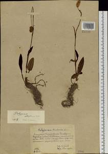 Bistorta elliptica (Willd. ex Spreng.) Kom., Siberia, Altai & Sayany Mountains (S2) (Russia)