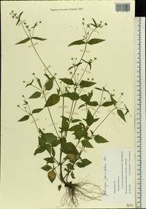 Galinsoga parviflora Cav., Eastern Europe, Central forest-and-steppe region (E6) (Russia)