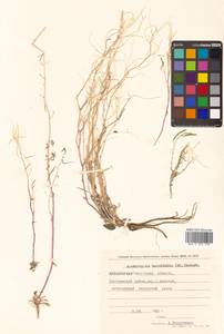 Crucihimalaya bursifolia (DC.) D. A. German & A. L. Ebel, Siberia, Chukotka & Kamchatka (S7) (Russia)