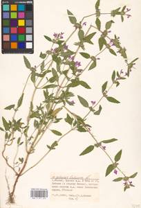 Galeopsis ladanum L., Eastern Europe, Moscow region (E4a) (Russia)