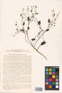 Heliotropium micranthos (Pall.) Bunge, Eastern Europe, Lower Volga region (E9) (Russia)