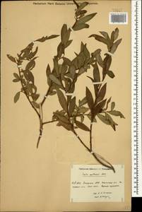 Salix excelsa J.F.Gmel., Caucasus, Dagestan (K2) (Russia)