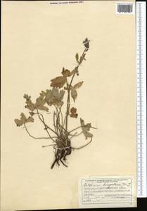 Delphinium dasyanthum Kar. & Kir., Middle Asia, Dzungarian Alatau & Tarbagatai (M5) (Kazakhstan)