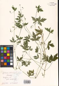Geranium sibiricum L., Eastern Europe, Moscow region (E4a) (Russia)