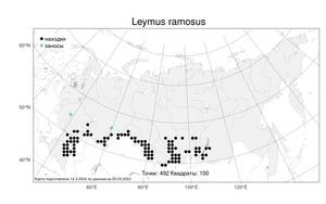 Leymus ramosus (K.Richt.) Tzvelev, Atlas of the Russian Flora (FLORUS) (Russia)