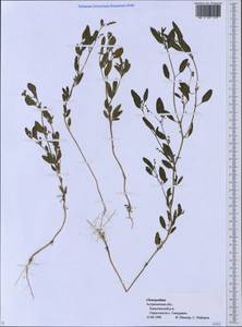 Chenopodium, Eastern Europe, Lower Volga region (E9) (Russia)