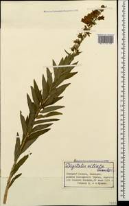 Digitalis ciliata Trautv., Caucasus, Stavropol Krai, Karachay-Cherkessia & Kabardino-Balkaria (K1b) (Russia)