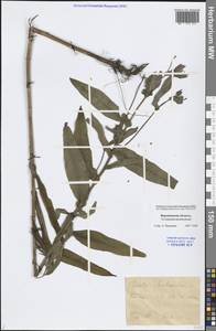 Pentanema britannicum (L.) D. Gut. Larr., Santos-Vicente, Anderb., E. Rico & M. M. Mart. Ort., Eastern Europe, Central forest-and-steppe region (E6) (Russia)