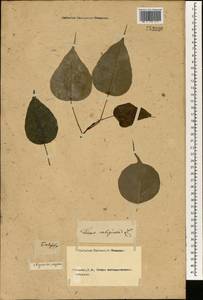 Ficus religiosa L., South Asia, South Asia (Asia outside ex-Soviet states and Mongolia) (ASIA) (Not classified)