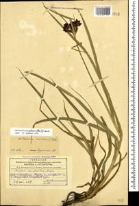 Bolboschoenus glaucus (Lam.) S.G.Sm., Caucasus, Azerbaijan (K6) (Azerbaijan)