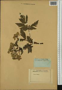Chaerophyllum hirsutum L., Western Europe (EUR) (Not classified)