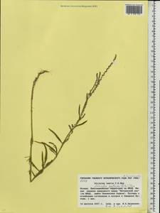 Atriplex patens (Litv.) Iljin, Eastern Europe, Moscow region (E4a) (Russia)