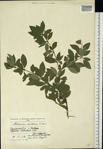Rhamnus saxatilis subsp. tinctoria (Waldst. & Kit.) Nyman, Eastern Europe, Moldova (E13a) (Moldova)