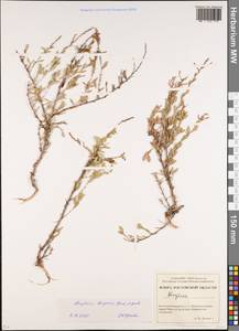 Atraphaxis decipiens Jaub. & Spach, Eastern Europe, Rostov Oblast (E12a) (Russia)