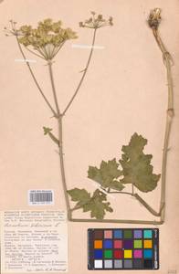 Heracleum sphondylium subsp. sibiricum (L.) Simonk., Eastern Europe, Lower Volga region (E9) (Russia)