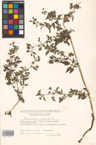 Calceolaria pinnata L., Eastern Europe, Moscow region (E4a) (Russia)