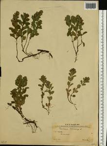 Teucrium chamaedrys L., Eastern Europe, West Ukrainian region (E13) (Ukraine)