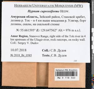 Hypnum cupressiforme Hedw., Bryophytes, Bryophytes - Russian Far East (excl. Chukotka & Kamchatka) (B20) (Russia)